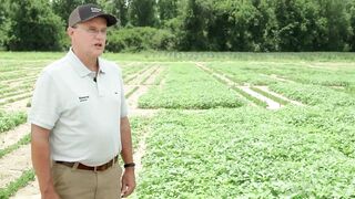 Enversa™ Herbicide Delivers Flexible Weed Control in Soybeans & Cotton