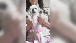 자고있는 강지 강제로 스트레칭~~#shorts #dogstraning #stretching #기지개 #강아지요가 #dogyoga