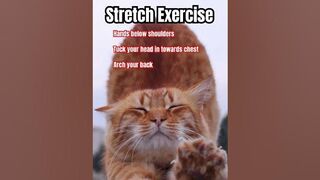 Morning Stretching Exercise for All.#shorts