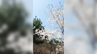 The Art of Whichung Whichung Windy Flexible Mountain Cherry Tree 휘청 플렉시블 벚꽃 산벚나무