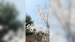 The Art of Whichung Whichung Windy Flexible Mountain Cherry Tree 휘청 플렉시블 벚꽃 산벚나무