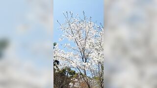 The Art of Whichung Whichung Windy Flexible Mountain Cherry Tree 휘청 플렉시블 벚꽃 산벚나무