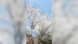 The Art of Whichung Whichung Windy Flexible Mountain Cherry Tree 휘청 플렉시블 벚꽃 산벚나무