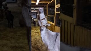 Stretching Head & L #donkey #stretching #farmlife #villagelife #video