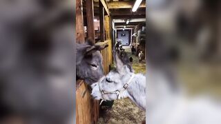 Stretching Head & L #donkey #stretching #farmlife #villagelife #video