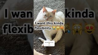 Flexible or nah ????my balls is flexing ???? #cat #cute #catlover #animals #cat #fun #shortvideo #cats