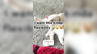 Flexible or nah ????my balls is flexing ???? #cat #cute #catlover #animals #cat #fun #shortvideo #cats