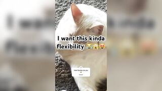 Flexible or nah ????my balls is flexing ???? #cat #cute #catlover #animals #cat #fun #shortvideo #cats