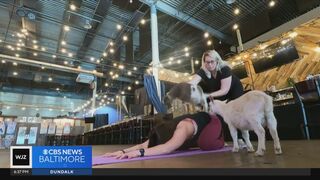 Goats and yoga? Here's how a group in Baltimore destressed in unconventional way