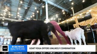 Goats and yoga? Here's how a group in Baltimore destressed in unconventional way