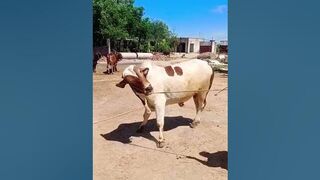 "Rope Stretching Madness | Angry Bull Trying To Test His Strength" #youtubeshorts #shorts #subscribe