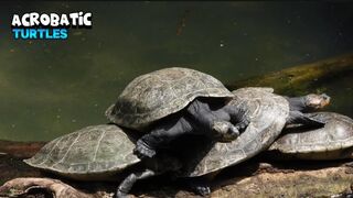 Flexible Turtle Wanting To Become Cheerleader