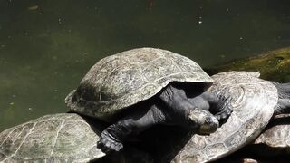 Flexible Turtle Wanting To Become Cheerleader