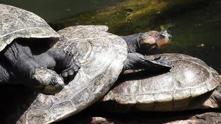 Flexible Turtle Wanting To Become Cheerleader