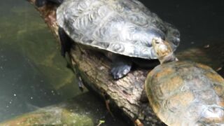 Flexible Turtle Wanting To Become Cheerleader