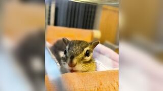 Mouth became so big while Stretching | Cute Little Squirrel ????️
