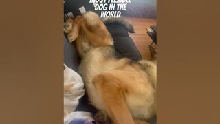 YOU WONT BELIEVE HOW FLEXIBLE THIS K9 IS | GERMAN SHEPHERD #germanshepherd #shorts #viral #funny