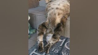 Sleeping Cat Does Stair Yoga || ViralHog