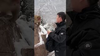 This monkey has flexible moments and becomes a spirit. Wulongkou Scenic Area. Please do not imita