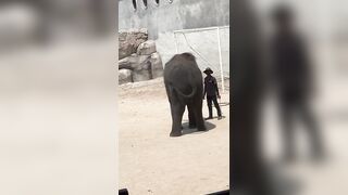 shake that booty twerk twerk #thailand #asiantravel #zoo #thailandtravel #funny #animals #animals