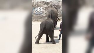 shake that booty twerk twerk #thailand #asiantravel #zoo #thailandtravel #funny #animals #animals