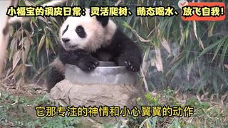 Fubao's mischievous daily routine: flexible tree climbing, cute drinking water, unleashing oneself!