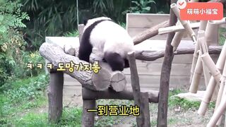 Fubao's mischievous daily routine: flexible tree climbing, cute drinking water, unleashing oneself!