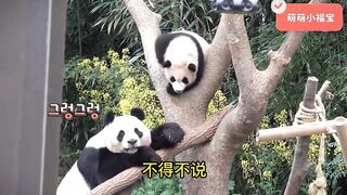 Fubao's mischievous daily routine: flexible tree climbing, cute drinking water, unleashing oneself!