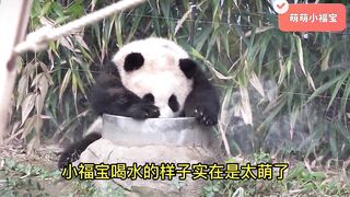 Fubao's mischievous daily routine: flexible tree climbing, cute drinking water, unleashing oneself!