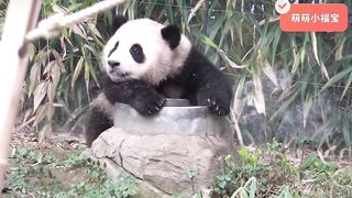 Fubao's mischievous daily routine: flexible tree climbing, cute drinking water, unleashing oneself!