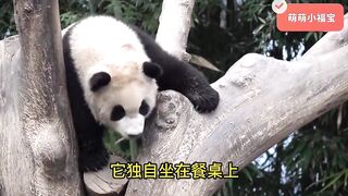 Fubao's mischievous daily routine: flexible tree climbing, cute drinking water, unleashing oneself!