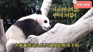 Fubao's mischievous daily routine: flexible tree climbing, cute drinking water, unleashing oneself!