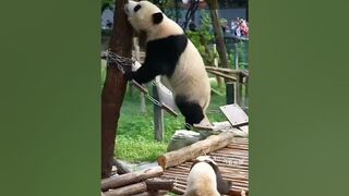 flexible #panda #funny #cute #flexible