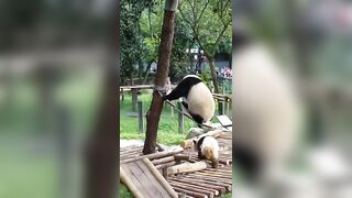 flexible #panda #funny #cute #flexible