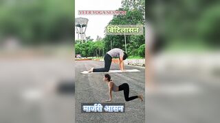 Marjari Asana | Cat Cow Pose Yoga | मार्जरी आसन-बिटलासन | #shorts #ytshorts #yoga @veeryogasession