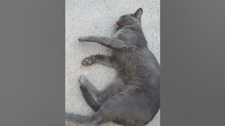 Dust bath and exercising by Malya. #cute #cat #fun #flexible #happy #blue #blue #gorgeous #beautiful