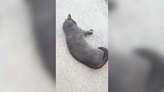 Dust bath and exercising by Malya. #cute #cat #fun #flexible #happy #blue #blue #gorgeous #beautiful