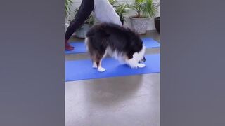 How can she teach her dog to do that? #funnyshorts #viralshort #stretching #yogalife