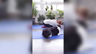 How can she teach her dog to do that? #funnyshorts #viralshort #stretching #yogalife