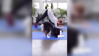 How can she teach her dog to do that? #funnyshorts #viralshort #stretching #yogalife