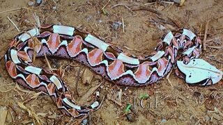 Virginia Beach aquarium provides anti-venom for man bitten by snake