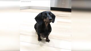 Starbox Dachshunds Compilation Chapter 76