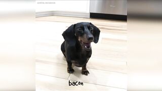 Starbox Dachshunds Compilation Chapter 76