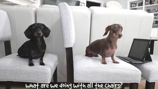 Starbox Dachshunds Compilation Chapter 76