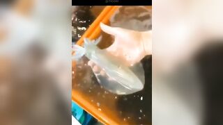 Transparent squid fact #video