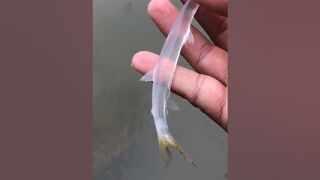 Transparent Fish ???? #trending #shorts #transparentfish