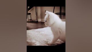 Cat twerk