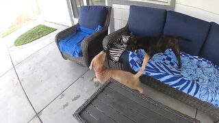 Funny Dogs playing Hide & Seek