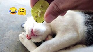 Funniest Cats and Dogs ???????? Part 5