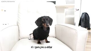 Starbox Dachshunds Compilation Chapter 77